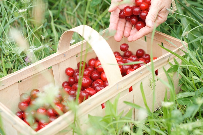 Sour Cherry Picking